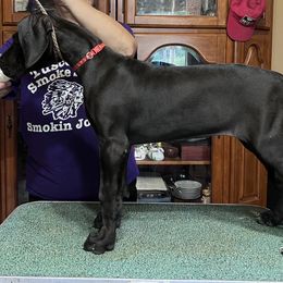 Great Dane Puppies from Hladik Great Danes