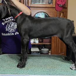 Great Dane Puppies from Hladik Great Danes