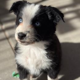 Orange - Black & white female Miniature Australian Shepherd puppy in Arizona from Country Charm Mini Aussies