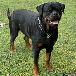 Nacho - Rottweiler