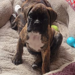 Boxer Puppies from Von Haus Piner