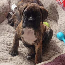 Boxer Puppies from Von Haus Piner