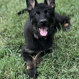 German Shepherd Puppies from Vecne Stesti German Shepherd Dogs