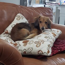 Nova - Dachshund