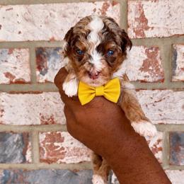 Snickers - Chocolate merle male Bernedoodle puppy in Richmond, Texas from Harper’s Heartbeats