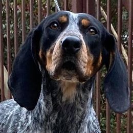 Bluetick Coonhounds from Broadway Oak Kennels