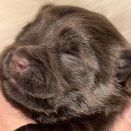 Solid Liver girl - Liver female Miniature Schnauzer puppy in Pflugerville, Texas from K&K Precious Tx schnauzers