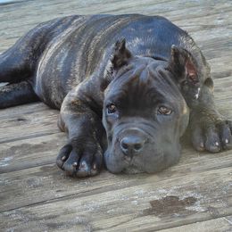 Cane Corso Puppies from Forest Lake Cane Corsos