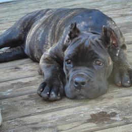 Cane Corso Puppies from Forest Lake Cane Corsos