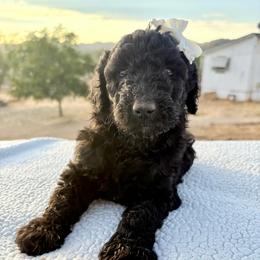 Gidget - Blue female Poodle puppy in Meadowbrook, California from Standard Poodle Pups