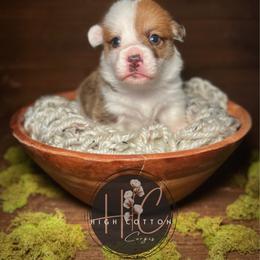 Highland-Mismark - White and red female Pembroke Welsh Corgi puppy in Benton, Arkansas from High Cotton Corgis