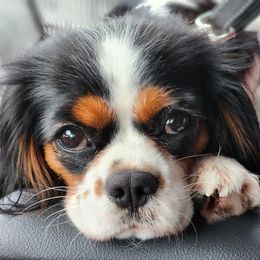Callie - Cavalier King Charles Spaniel