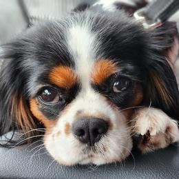 Callie - Cavalier King Charles Spaniel