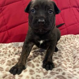 Zuko - Brindle male xDutch Shepherd puppy in Chelsea, Alabama from Alliance K9