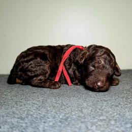 Sparky - Phantom male Poodle puppy in Plainfield, New Jersey from Caris Paws Poodles and Labradoodles