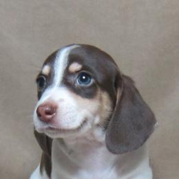 Bandit - Chocolate and cream male Dachshund puppy in Pana, Illinois from Doxie Waggin Tails