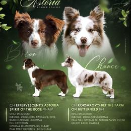 Border Collie puppies from Astoria Border Collies