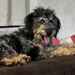 Rosie - Goldendoodle