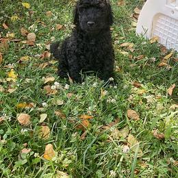Goldendoodle, Labradoodle, Poodle, and Saint Berdoodle Puppies from Dent’s Doodles