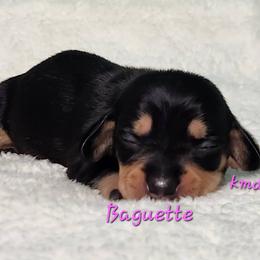 Baguette - Black and tan female Dachshund puppy in Mount Sherman, Kentucky from Kaleidoscope Dachshunds and Whippets