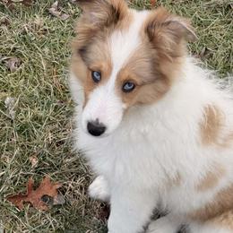 Diamond-CHW sable merle - Sable merle and white female Shetland Sheepdog puppy in Frazeysburg, Ohio from Mountain High Kennels