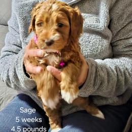 Pink collar Reba - Red  female Goldendoodle puppy in Fairmount, Indiana from Capens' Doodles,Poodles and Poo's