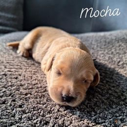 Mocha - Apricot female Goldendoodle puppy in Eau Claire, Wisconsin from Fisher River Doodle's