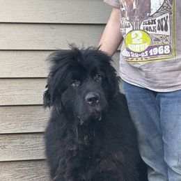 Newfoundland puppies from BurningEmbers