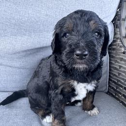 Goldendoodle Puppies from H&H Goldendoodles of Braselton