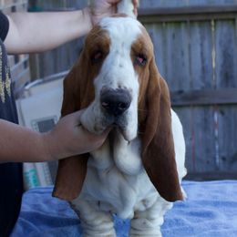Wayne - Basset Hound