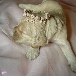 Cocker Spaniel Puppies from Brooks House Cocker Spaniels