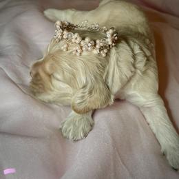 Cocker Spaniel Puppies from Brooks House Cocker Spaniels