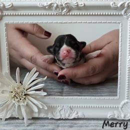 Merry - Black and tan female Pembroke Welsh Corgi puppy in Citrus Heights, California from The Joy of Corgis