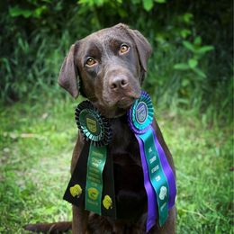 SHR Piper - Labrador Retriever