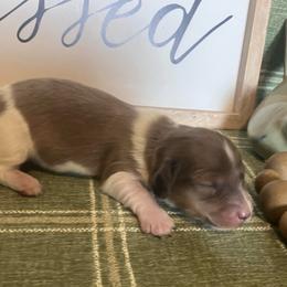 Dallas - Cream male Dachshund puppy in Sharon Springs, New York from Show Us The Way Homestead
