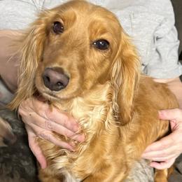 Mariska - Dachshund