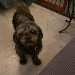 Teddy - Shih Tzu