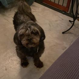 Teddy - Shih Tzu