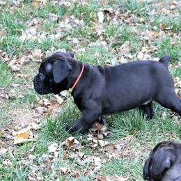 Olde English Bulldogge Puppies from ABK BULLDOGGES