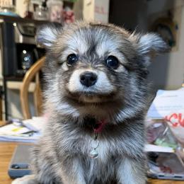Fawn - Wolf sable female Pomeranian puppy in Newport News, Virginia from Itty Bitty Poms