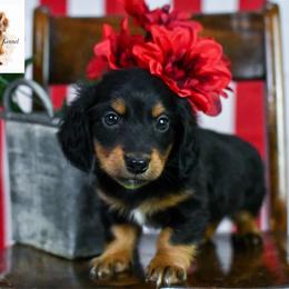 Neon yellow collar boy - Black and tan male Dachshund puppy in Empire, Alabama from Heart of Dixie Kennel