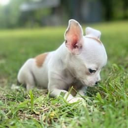 Little Moo Moo - Cream and white female Chihuahua puppy in Alvord, Texas from Gift of Gods Favor