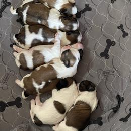 Shih Tzu Puppies from Little Miracles Shih Tzu