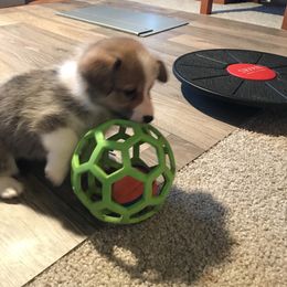 Pembroke Welsh Corgi Puppies from Off Road Ranch Corgis