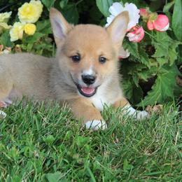 Leo - Pembroke Welsh Corgi puppy from Covered Bridge Corgis