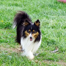 Prince - Toy Shetland Sheepdog