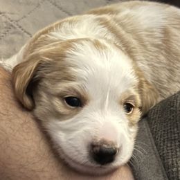 Dachshunds from Susan Ellerbe