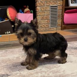 Girl 2 - Blue and gold female Yorkshire Terrier puppy in New Hampton, Iowa from JMAK Dreams
