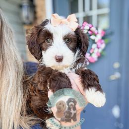 Ada Wong - Brown and white female Sheepadoodle puppy in Marion, Ohio from Doodles & Doxies