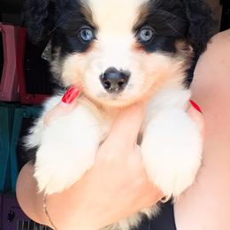 Steele - Black tri male Miniature American Shepherd puppy in Vivian, Louisiana from Jem Miniature American Shepherds